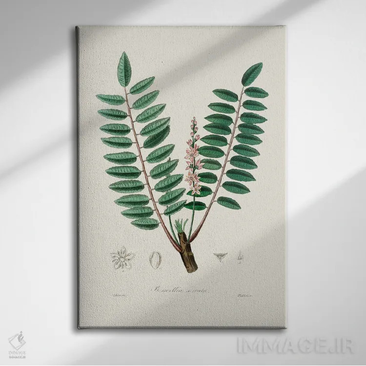 تابلو مینیمال گیاه پزشکی بوسولیا سراتا اثر جان استیونسون - نمای روبهرو روی دیوار