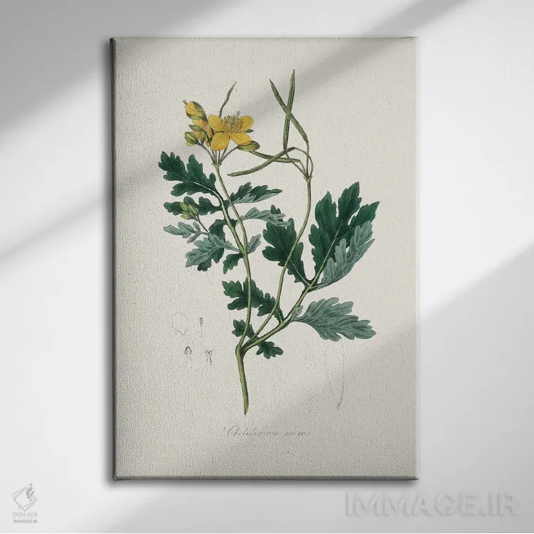 تابلو مینیمال کلانباور بزرگ گیاه پزشکی اثر جان استیونسون - نمای روبهرو روی دیوار