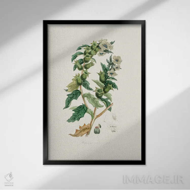 تابلو مینیمال شاه تره گیاه پزشکی اثر جان استیونسون - نمای قابدار مشکی