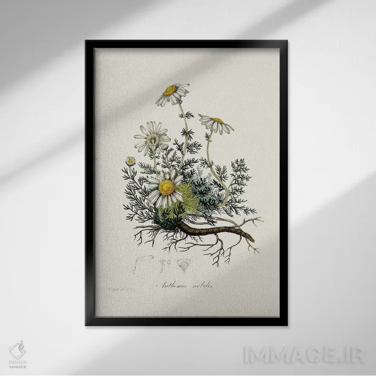 تابلو مینیمال بابونه گیاه پزشکی اثر جان استیونسون - نمای قابدار مشکی