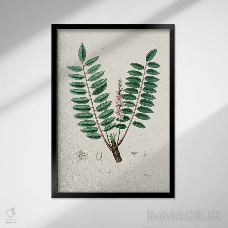 تابلو مینیمال گیاه پزشکی بوسولیا سراتا اثر جان استیونسون - نمای قابدار مشکی