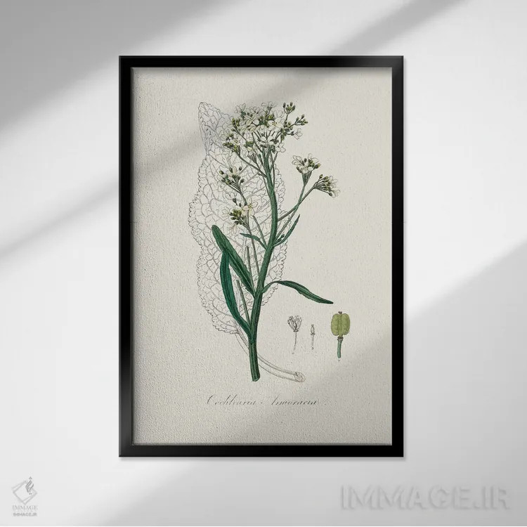 تابلو مینیمال هویجک گیاه پزشکی اثر جان استیونسون - نمای قابدار مشکی