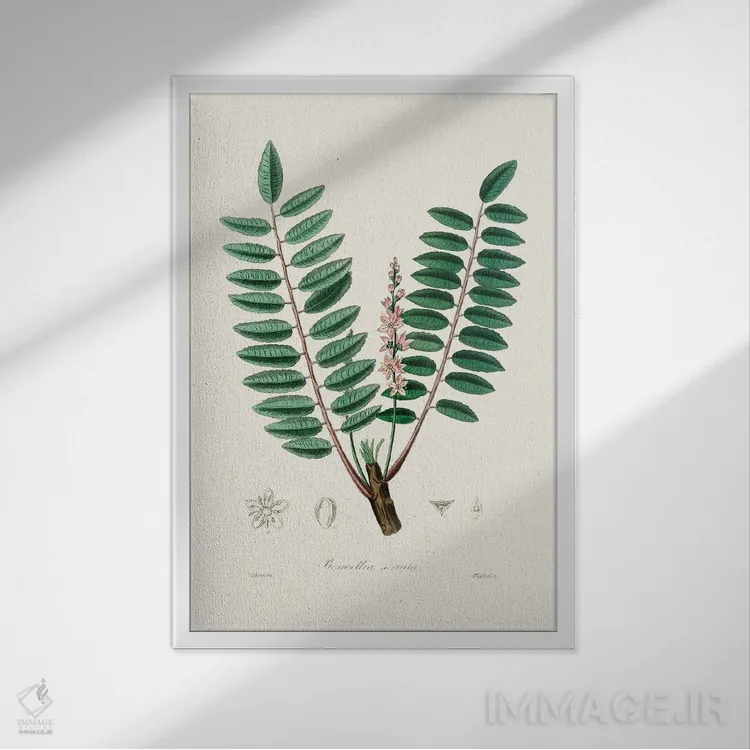 تابلو مینیمال گیاه پزشکی بوسولیا سراتا اثر جان استیونسون - نمای قابدار سفید