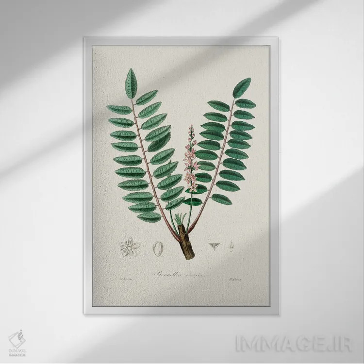 تابلو مینیمال گیاه پزشکی بوسولیا سراتا اثر جان استیونسون - نمای قابدار سفید