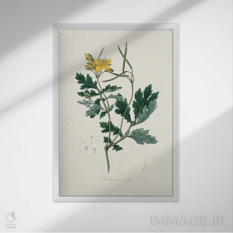 تابلو مینیمال کلانباور بزرگ گیاه پزشکی اثر جان استیونسون - نمای قابدار سفید