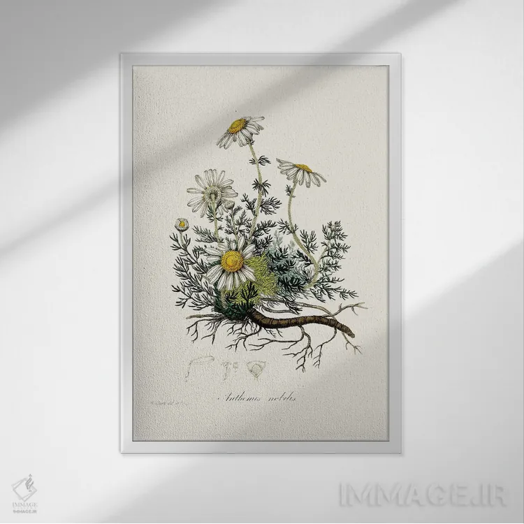 تابلو مینیمال بابونه گیاه پزشکی اثر جان استیونسون - نمای قابدار سفید