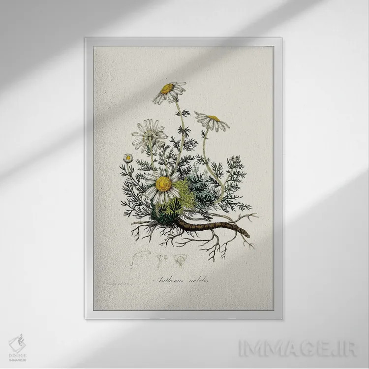 تابلو مینیمال بابونه گیاه پزشکی اثر جان استیونسون - نمای قابدار سفید