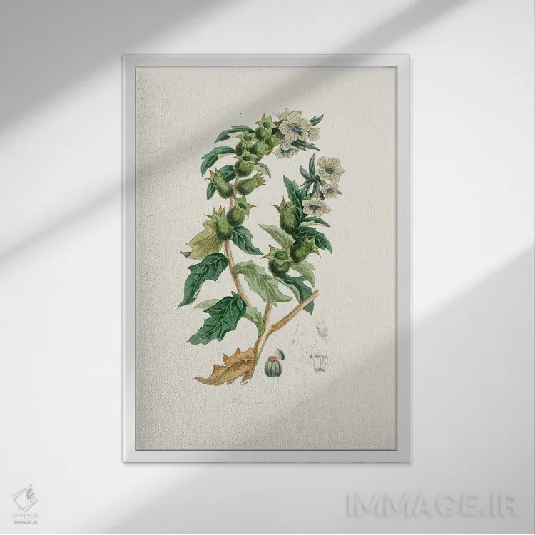 تابلو مینیمال شاه تره گیاه پزشکی اثر جان استیونسون - نمای قابدار سفید