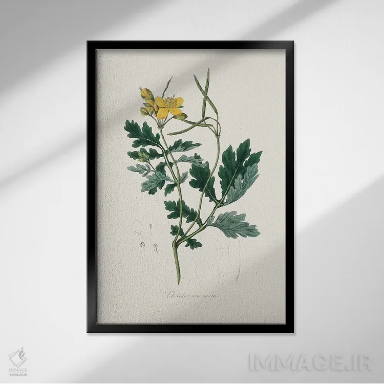 تابلو مینیمال کلانباور بزرگ گیاه پزشکی اثر جان استیونسون - نمای قابدار مشکی