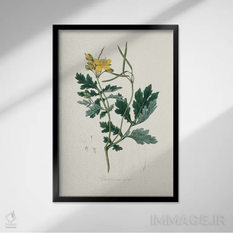 تابلو مینیمال کلانباور بزرگ گیاه پزشکی اثر جان استیونسون - نمای قابدار مشکی