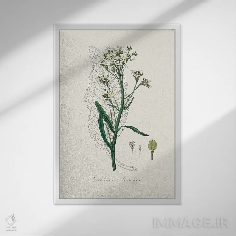 تابلو مینیمال هویجک گیاه پزشکی اثر جان استیونسون - نمای قابدار سفید