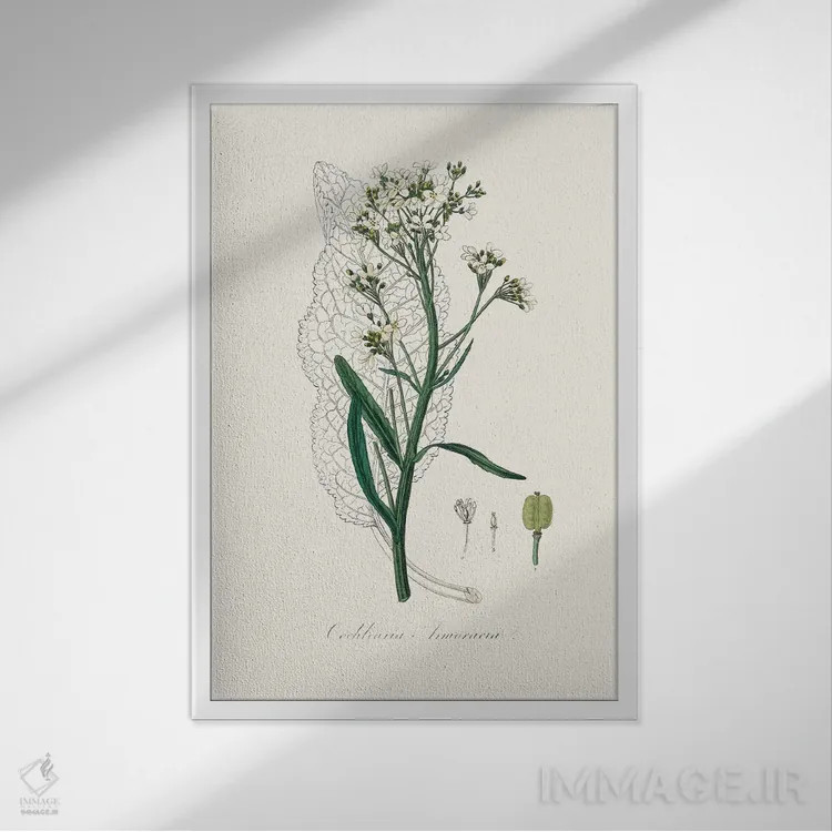 تابلو مینیمال هویجک گیاه پزشکی اثر جان استیونسون - نمای قابدار سفید