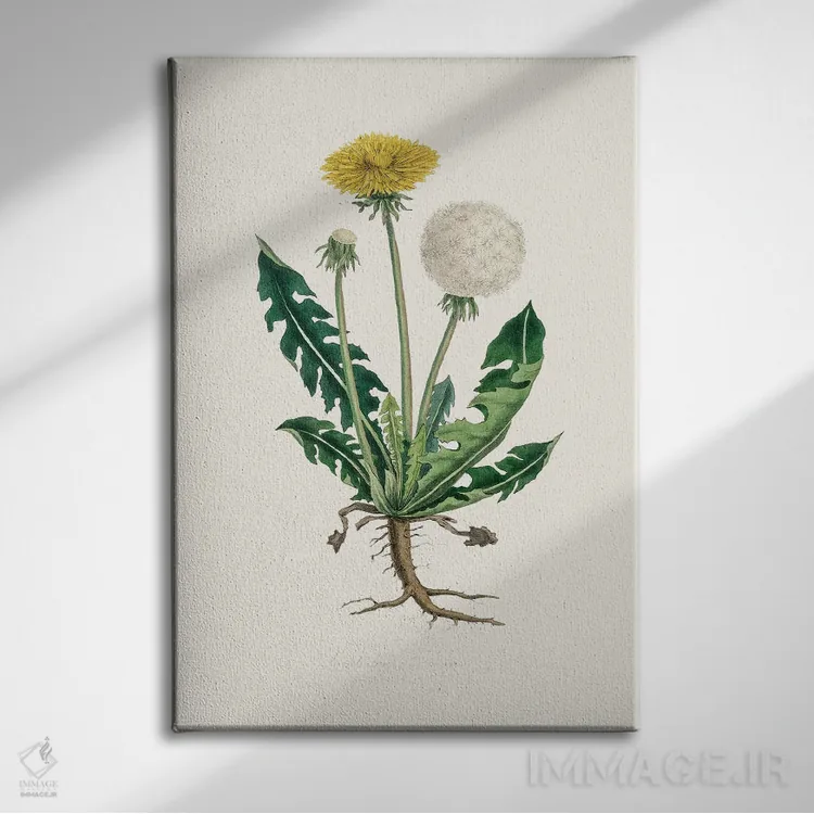 تابلو مینیمال لئونتودون تاراکسوما گیاه پزشکی اثر جان استیونسون - نمای روبهرو روی دیوار