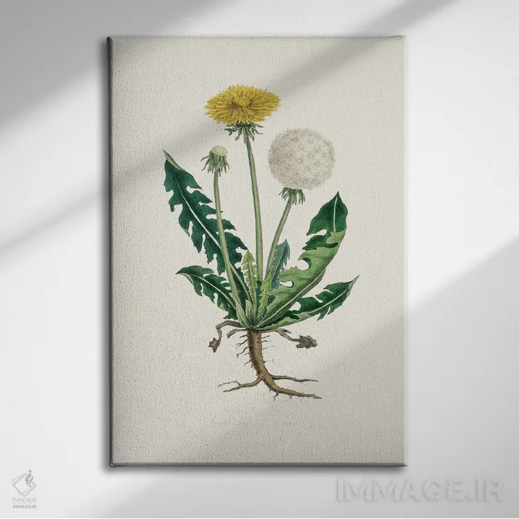 تابلو مینیمال لئونتودون تاراکسوما گیاه پزشکی اثر جان استیونسون - نمای روبهرو روی دیوار
