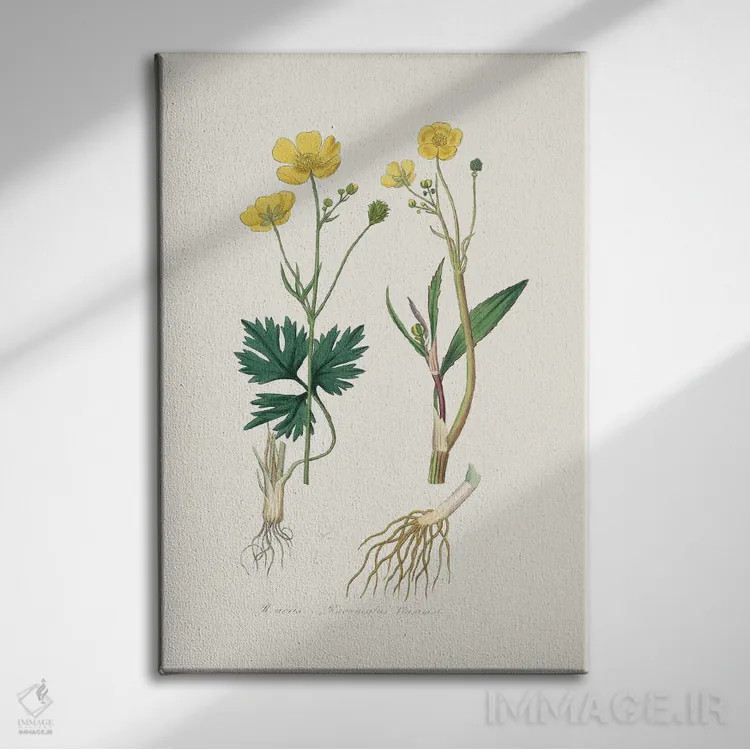تابلو مینیمال نیزه گل کوچک گیاه پزشکی اثر جان استیونسون - نمای روبهرو روی دیوار