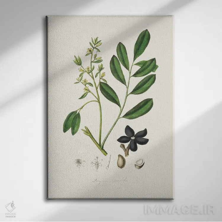 تابلو مینیمال لوآلسیا سیمارولا گیاه پزشکی اثر جان استیونسون - نمای روبهرو روی دیوار