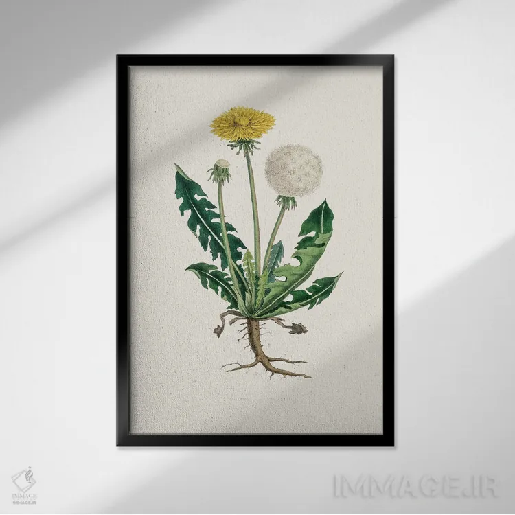 تابلو مینیمال لئونتودون تاراکسوما گیاه پزشکی اثر جان استیونسون - نمای قابدار مشکی