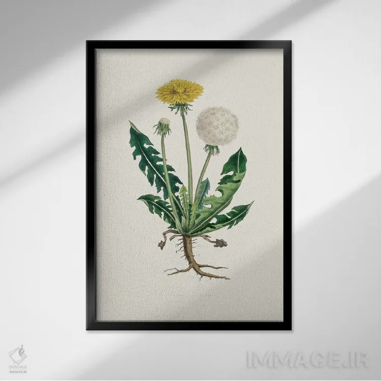 تابلو مینیمال لئونتودون تاراکسوما گیاه پزشکی اثر جان استیونسون - نمای قابدار مشکی