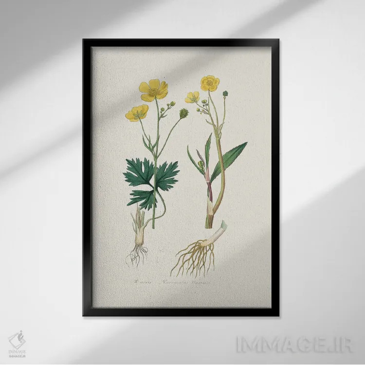 تابلو مینیمال نیزه گل کوچک گیاه پزشکی اثر جان استیونسون - نمای قابدار مشکی