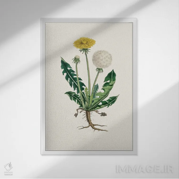 تابلو مینیمال لئونتودون تاراکسوما گیاه پزشکی اثر جان استیونسون - نمای قابدار سفید