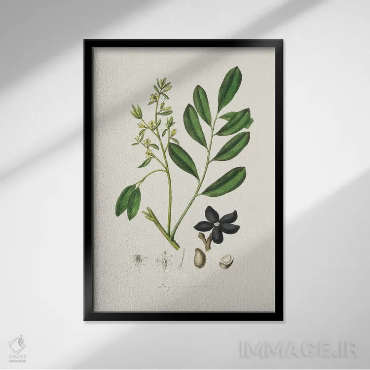 تابلو مینیمال لوآلسیا سیمارولا گیاه پزشکی اثر جان استیونسون - نمای قابدار مشکی