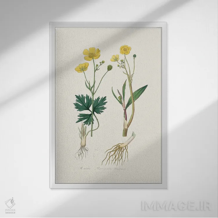 تابلو مینیمال نیزه گل کوچک گیاه پزشکی اثر جان استیونسون - نمای قابدار سفید