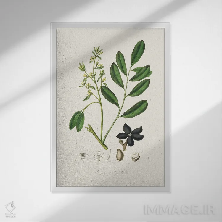 تابلو مینیمال لوآلسیا سیمارولا گیاه پزشکی اثر جان استیونسون - نمای قابدار سفید
