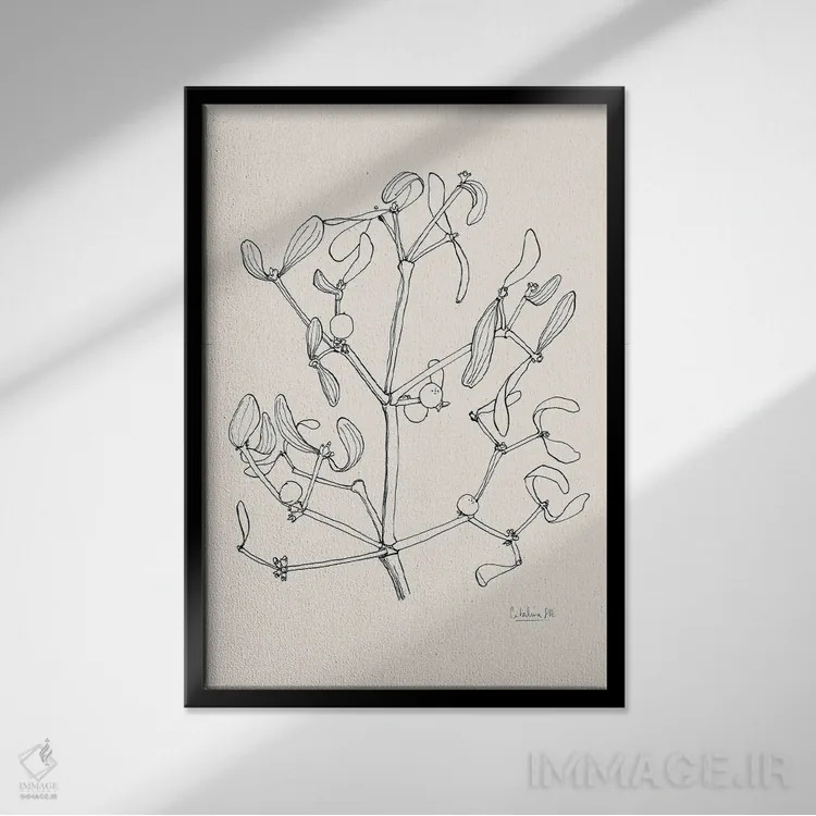 تابلو مینیمال نقاشی مرکب گیاه خرفه اثر کاتالینا سومولینوس - نمای قابدار مشکی