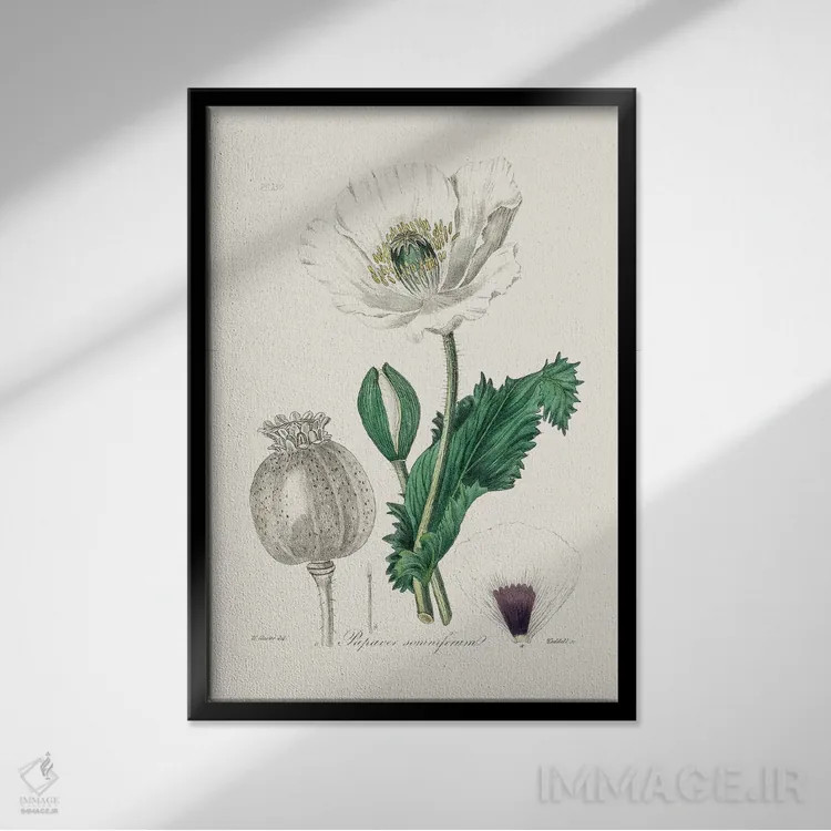 تابلو مینیمال خشخاش اپیوم - گیاه شناسی پزشکی اثر جان استیونسون - نمای قابدار مشکی