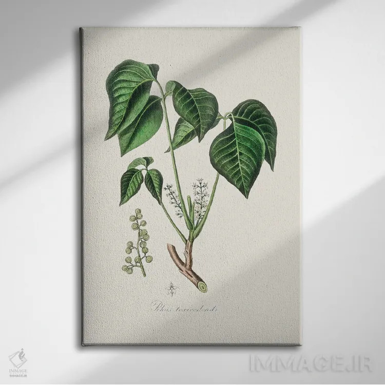 تابلو مینیمال پیچک سمی - گیاه شناسی پزشکی اثر جان استیونسون - نمای روبهرو روی دیوار