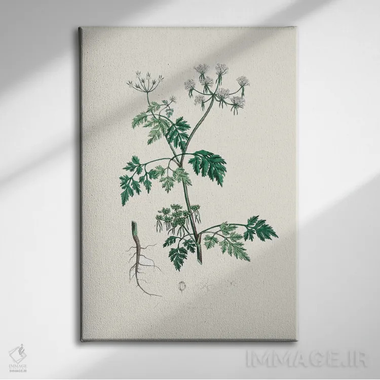 تابلو مینیمال جعفری سمی - گیاه شناسی پزشکی اثر جان استیونسون - نمای روبهرو روی دیوار