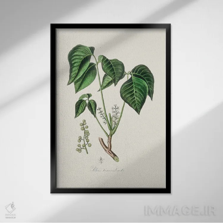 تابلو مینیمال پیچک سمی - گیاه شناسی پزشکی اثر جان استیونسون - نمای قابدار مشکی