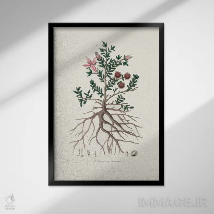 تابلو مینیمال راتانی - گیاه شناسی پزشکی اثر جان استیونسون - نمای قابدار مشکی