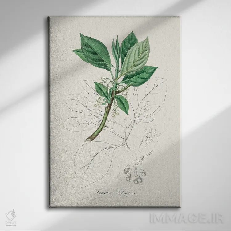 تابلو مینیمال ساسافراس - گیاه شناسی پزشکی اثر جان استیونسون - نمای روبهرو روی دیوار