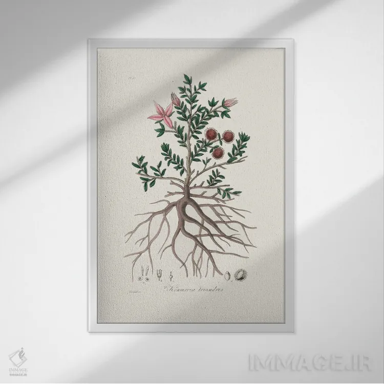 تابلو مینیمال راتانی - گیاه شناسی پزشکی اثر جان استیونسون - نمای قابدار سفید