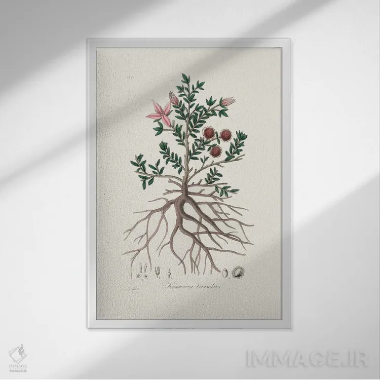 تابلو مینیمال راتانی - گیاه شناسی پزشکی اثر جان استیونسون - نمای قابدار سفید