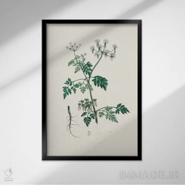 تابلو مینیمال جعفری سمی - گیاه شناسی پزشکی اثر جان استیونسون - نمای قابدار مشکی
