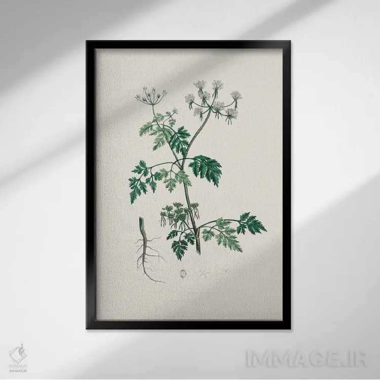 تابلو مینیمال جعفری سمی - گیاه شناسی پزشکی اثر جان استیونسون - نمای قابدار مشکی