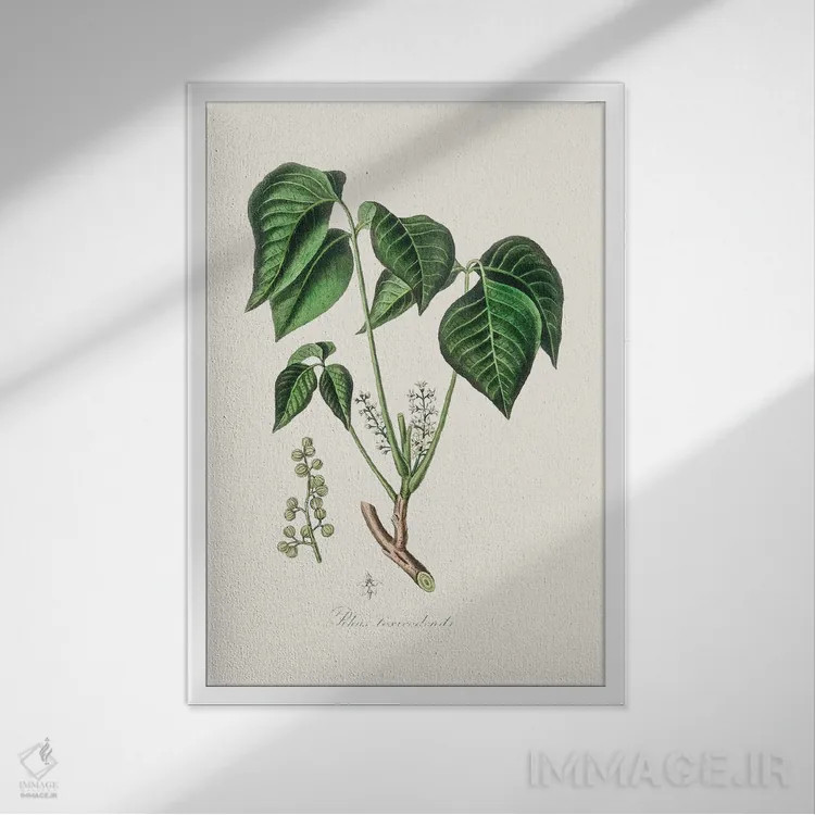 تابلو مینیمال پیچک سمی - گیاه شناسی پزشکی اثر جان استیونسون - نمای قابدار سفید