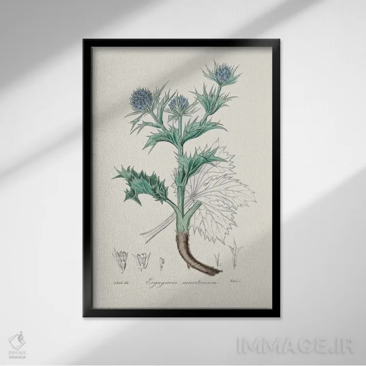 تابلو مینیمال خار دریا - گیاه شناسی پزشکی اثر جان استیونسون - نمای قابدار مشکی
