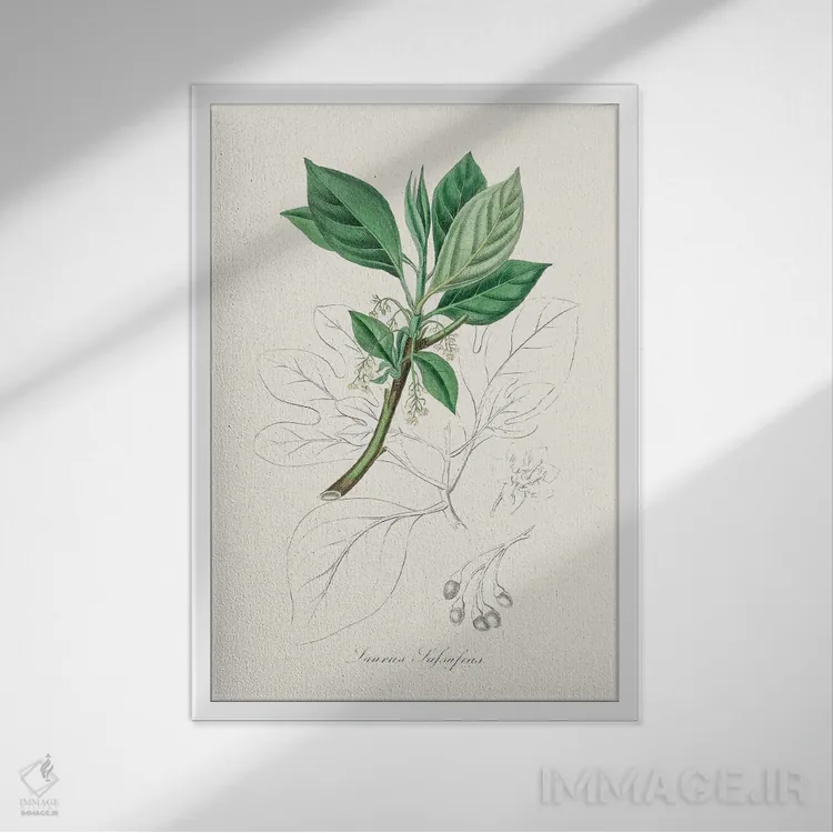 تابلو مینیمال ساسافراس - گیاه شناسی پزشکی اثر جان استیونسون - نمای قابدار سفید