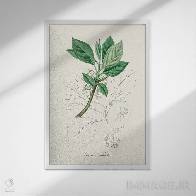 تابلو مینیمال ساسافراس - گیاه شناسی پزشکی اثر جان استیونسون - نمای قابدار سفید