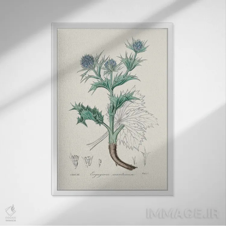 تابلو مینیمال خار دریا - گیاه شناسی پزشکی اثر جان استیونسون - نمای قابدار سفید