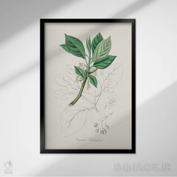 تابلو مینیمال ساسافراس - گیاه شناسی پزشکی اثر جان استیونسون - نمای قابدار مشکی