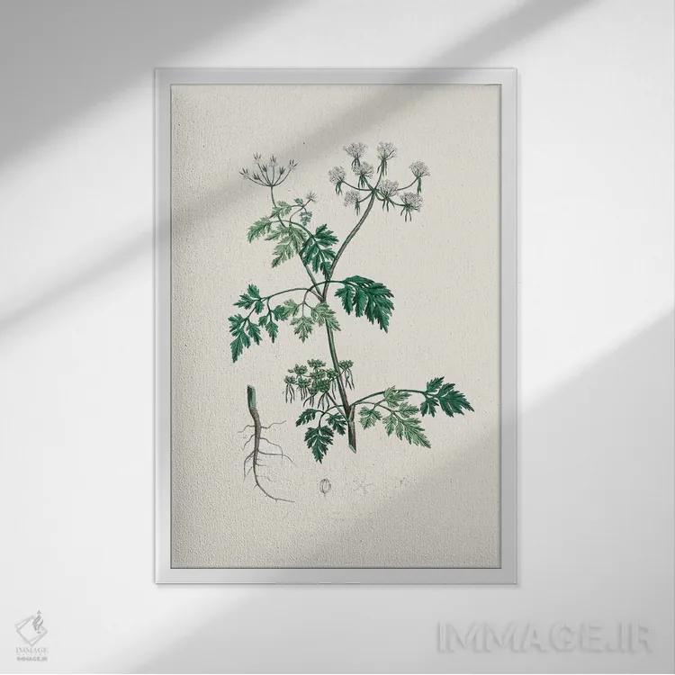 تابلو مینیمال جعفری سمی - گیاه شناسی پزشکی اثر جان استیونسون - نمای قابدار سفید