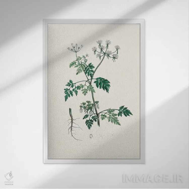 تابلو مینیمال جعفری سمی - گیاه شناسی پزشکی اثر جان استیونسون - نمای قابدار سفید
