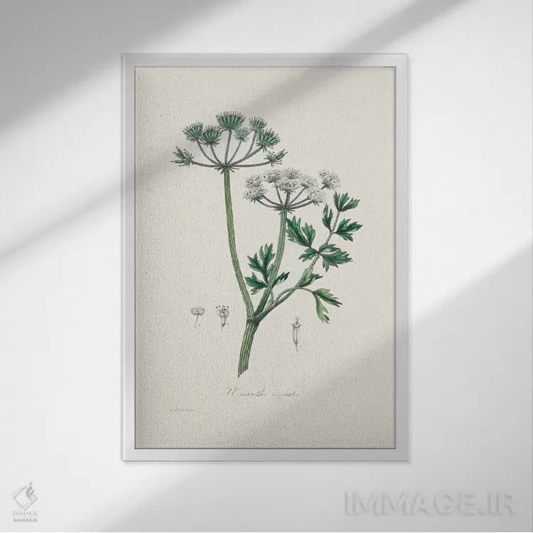 تابلو مینیمال آب کاکل - گیاه شناسی پزشکی اثر جان استیونسون - نمای قابدار سفید