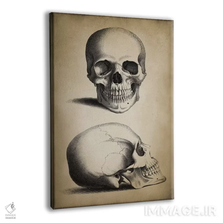 تابلو دکوراتیو جمجمه اثر پتنت پرینت استور - نمای پرسپکتیو محصول