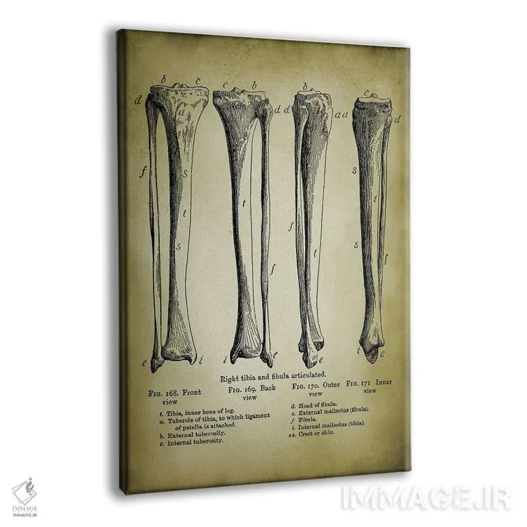 تابلو دکوراتیو استخوان های پا اثر پتنت پرینت استور - نمای پرسپکتیو محصول