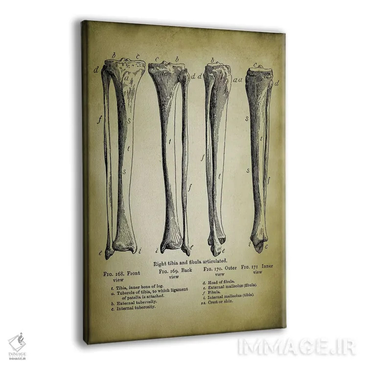 تابلو دکوراتیو استخوان های پا اثر پتنت پرینت استور - نمای پرسپکتیو محصول